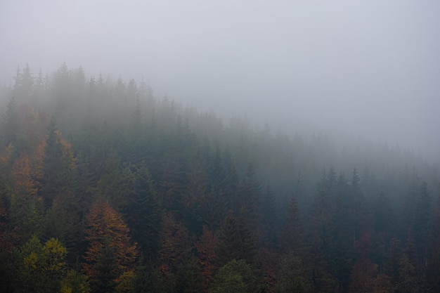 免费英语口语培训/英语口语培训网校